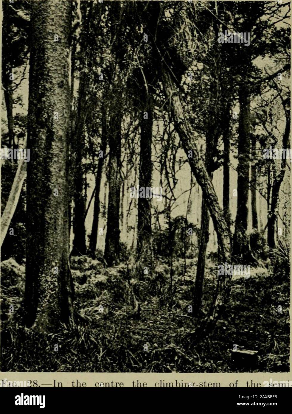 Neuseeländische Pflanzen und ihre Geschichte . Abb. 27.-Die {Astelia Solandri), die auf dem senkrechten glatten Trunkenn des Taraire (Bcilschmiedia taraire) im Waipoua Kauri Forest (NorthAuckland) wächst. Die undeutliche Vegetation auf der rechten Seite ist der Kletterhartfarn {Blechnum filijonne). [Foto. L. Cocl-nyue... 28.-Im Zentrum die Klinihensteni des halbblättrigen Rechtsanwalts (Rubus subpaupcralus), aber jetzt von seiner ursprünglichen Unterstützung quitedetachiert. Auf der linken Seite, Trunkof kahikatea. Riccarton Bu.sh, in der Nähe von Christchurch.Trans. N.Z. Inst.] [Foto, J. W. Bird. Stockfoto