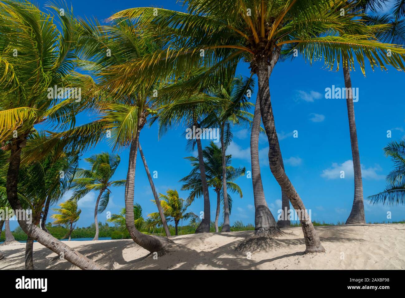 Palmen und Schatten auf perfektem Sandstrand am ruhigen Wasserrand Stockfoto