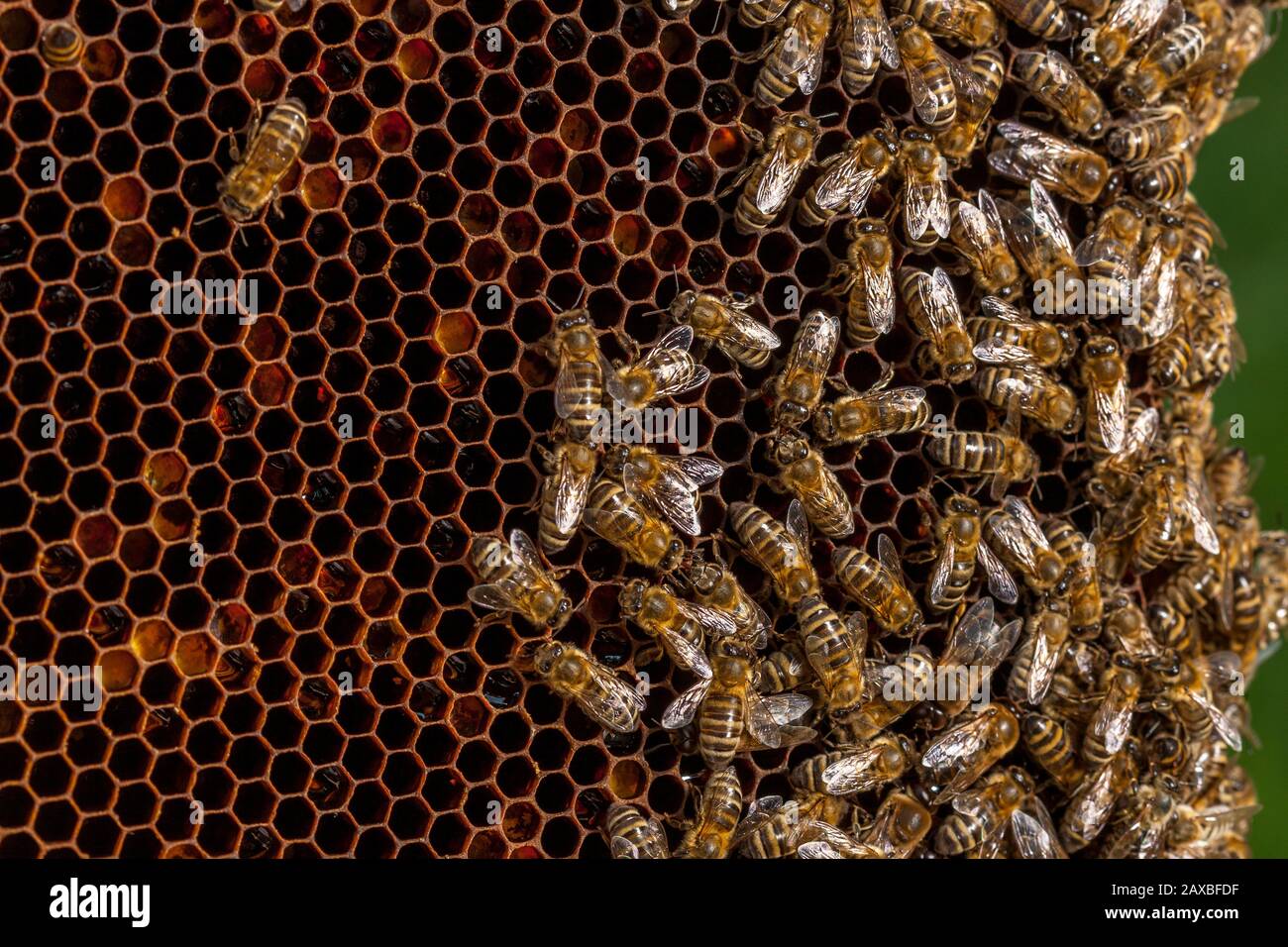 Imkerei in Tschechien - Honigbiene, Details zum Bienenstock Stockfoto