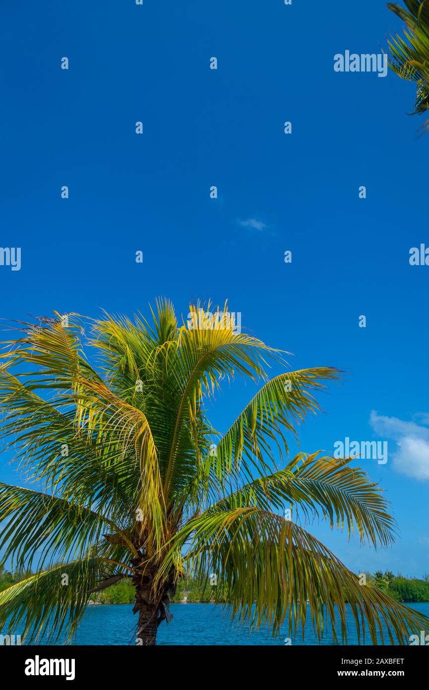 Palmen und blauem Himmel Stockfoto