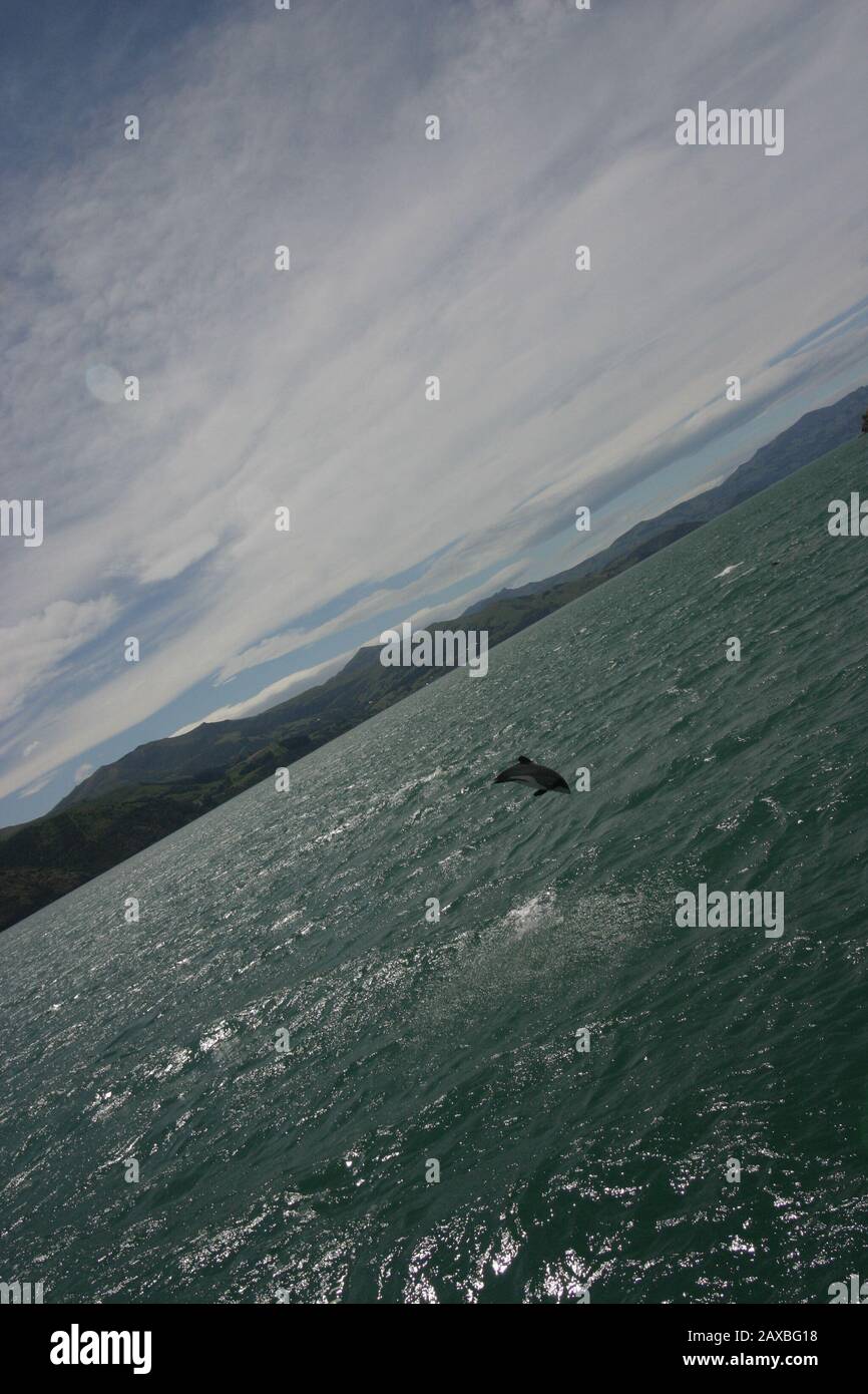 Hector's Dolphins in Akaroa Harbour, Neuseeland Stockfoto