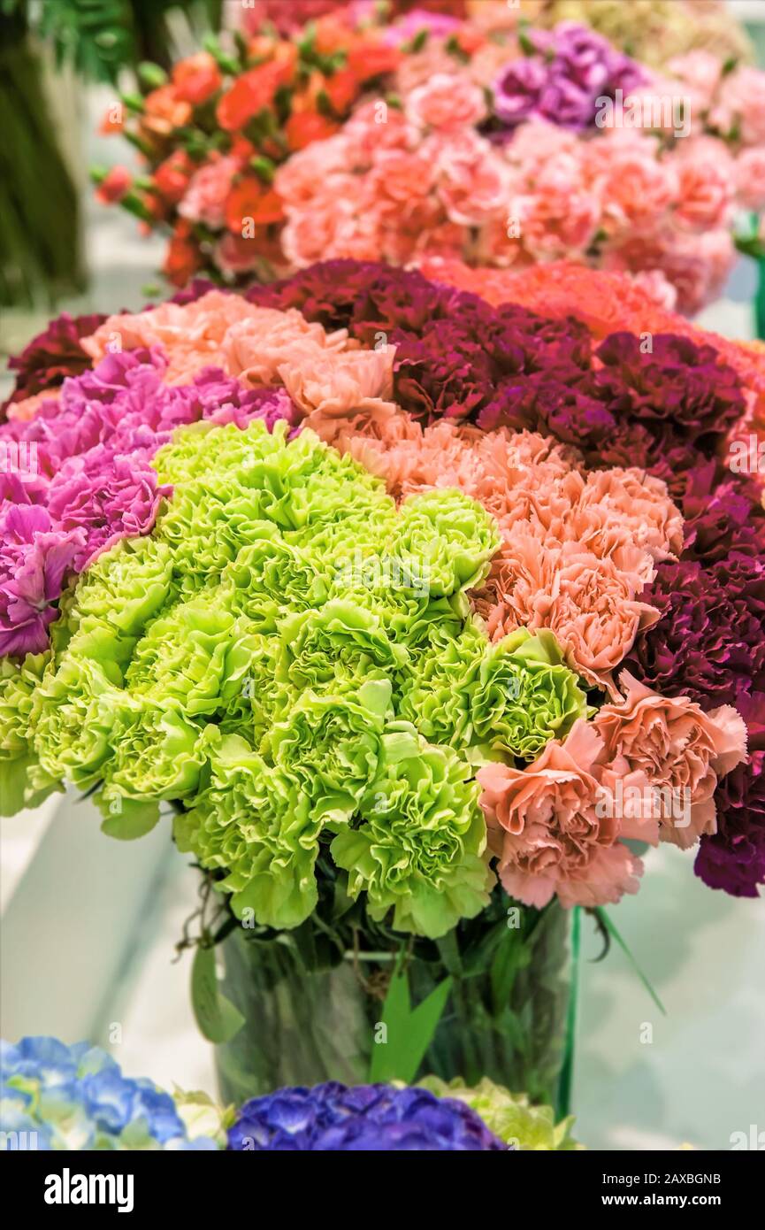 Riesige Blumensträuße aus frischen, grünen, rosafarbenen, weißen und roten Nelken. Hintergrund der Nelkenblüten. Selektiver Fokus. Stockfoto