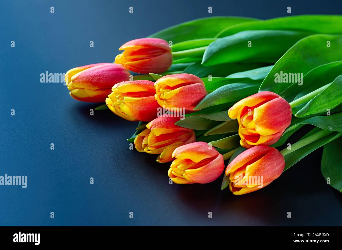 Blumenstrauß aus roten Tulpen auf dunkelblauem Hintergrund mit Leerzeichen für Text. frühlings-osterkarte. Frauentag Konzept. Nahaufnahme. Stockfoto