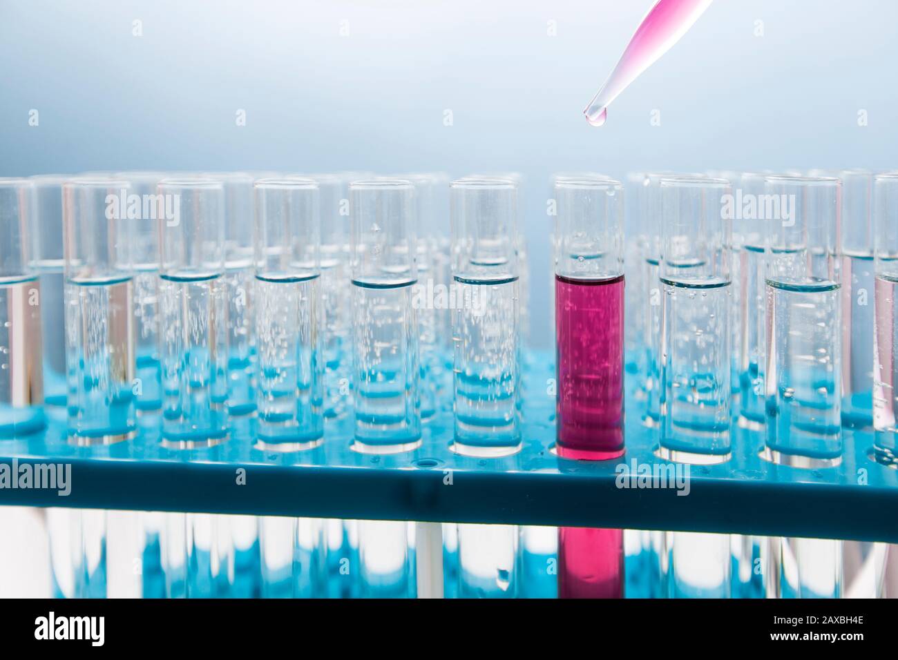 Laborpipette in der Hand eines Arztes, die Flüssigkeit in ein Reagenzglas tropft. Stockfoto