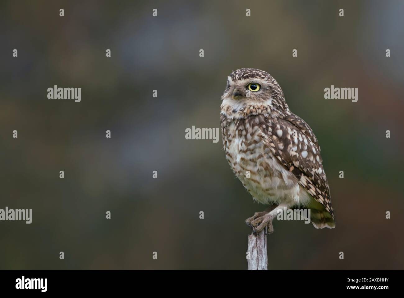 Schöne Burrowing Owl (Athene cunicularia) auf einem Ast. Die Glückseleule für das neue Jahr. Noord Brabant in den Niederlanden. Hintergrund mit Kopierbereich Stockfoto