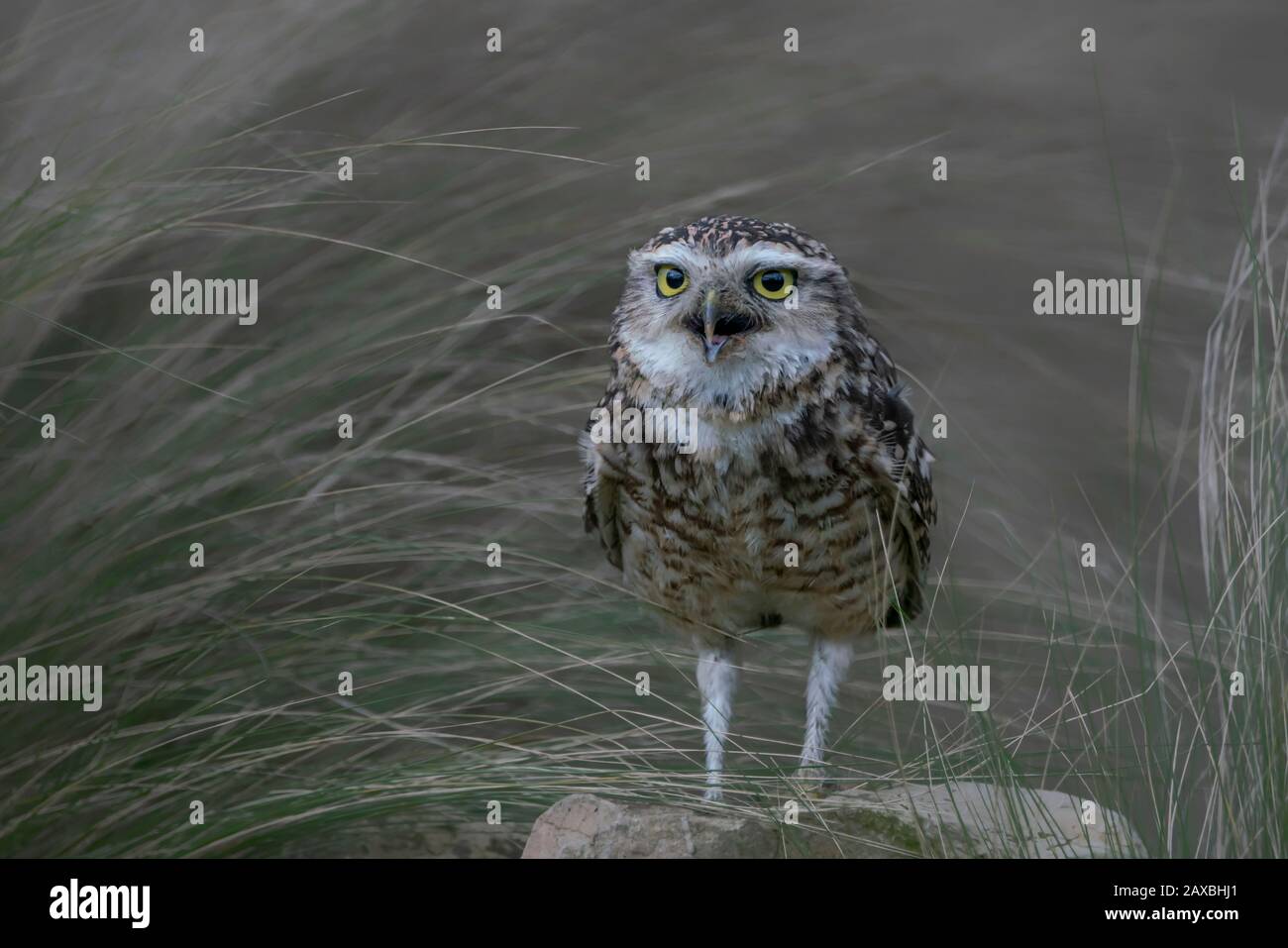 Grabkauze (Athene cunicularia) auf dem Boden vor ihrer Höhle und ihrem Gras. Stockfoto