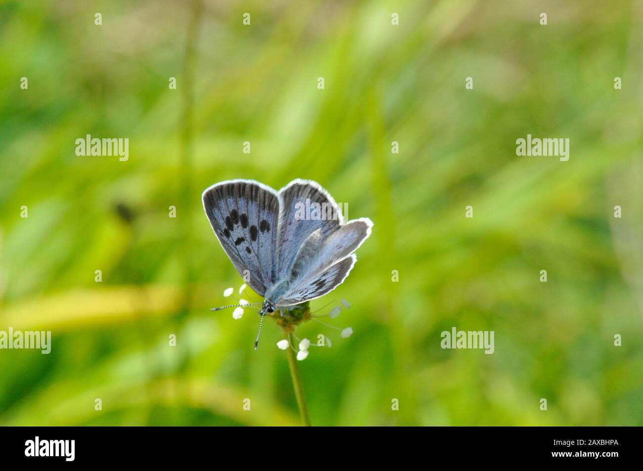 Großer blauer Schmetterling "Glaucopsyche arion" am Collard Hill in Somerset Stockfoto