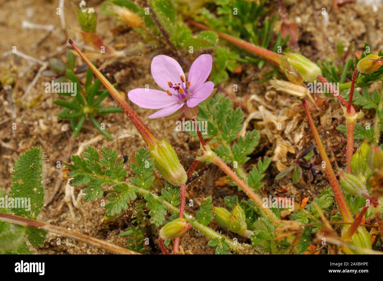 Geläufiger Storch-Schein, Erodium cicutarium, in der Nähe von Meer, sandigen Grasland, Dünen, Blumen, Sommer. Devon, Großbritannien Stockfoto