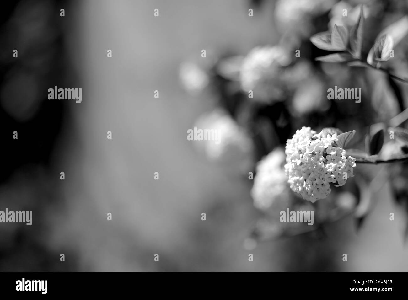 Schöne weiße Frühlingsblume Natur natürliche Hintergrundtextur. Geeignet als Naturtapete. Schwarzweißfotografie Stockfoto