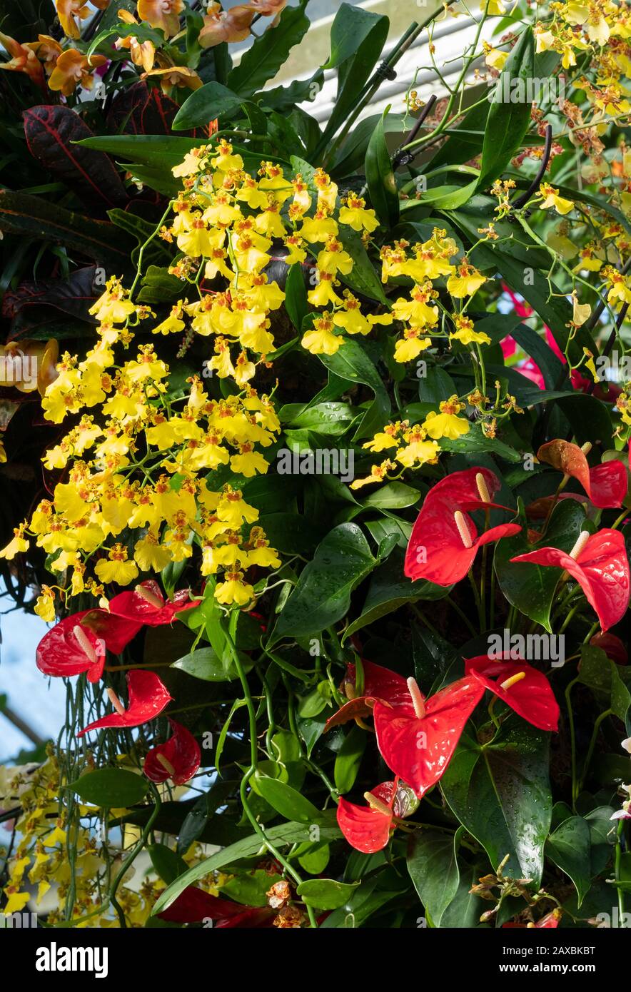 Eine Anzeige der Orchideen auf dem Kew Orchid Festival 2020 im Princess of Wales Conservatory in Kew Gardens, London, Großbritannien Stockfoto