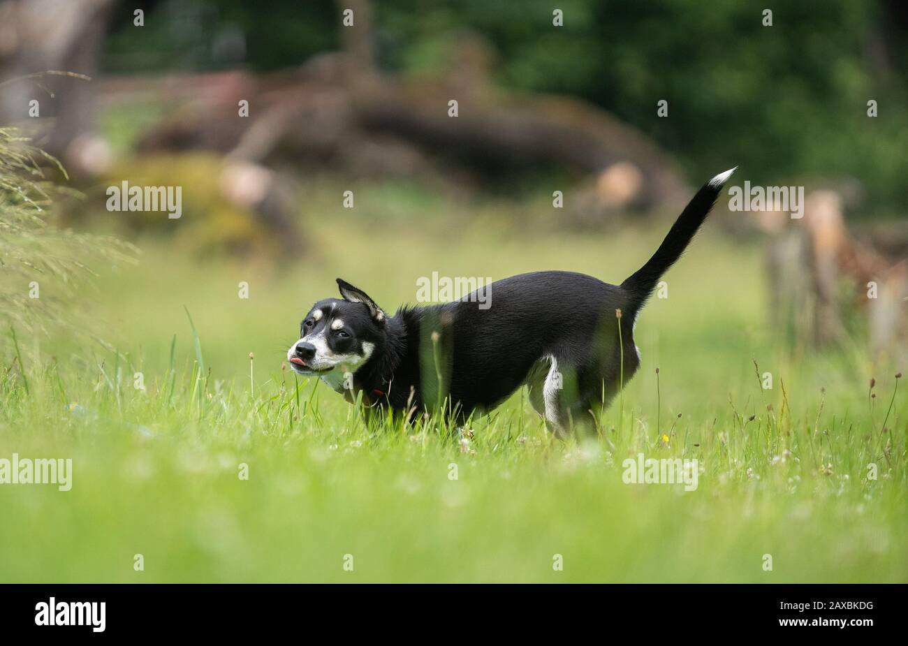 Foto des gemischten Junghundes sibirischen Huskys auf Wiese, Spielen, laufen. Stockfoto