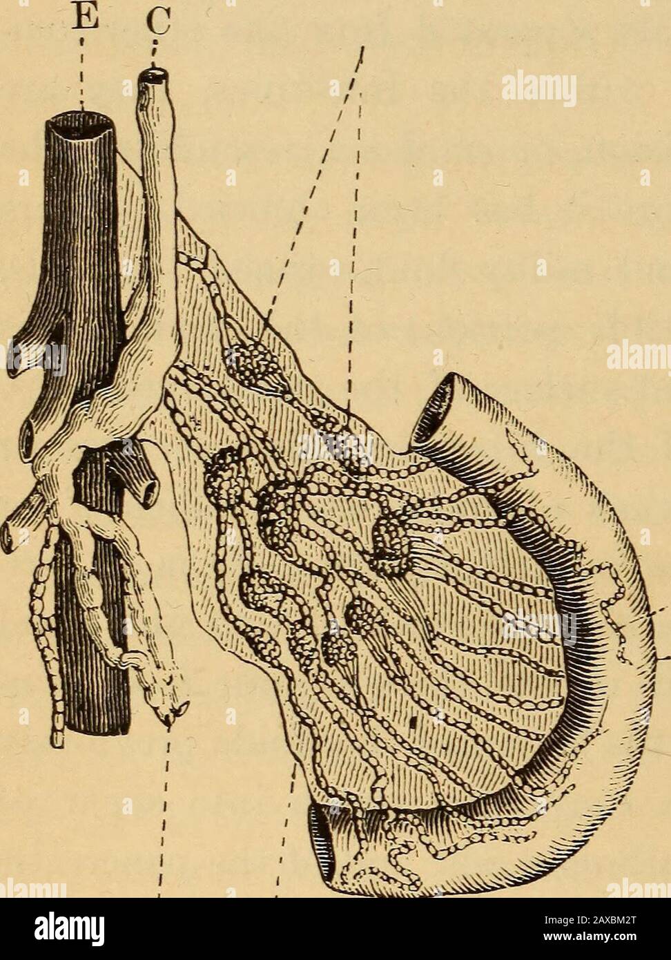 Eine Abhandlung über Physiologie und Hygiene für Bildungseinrichtungen und allgemeine Leser .. . in Falten mit einer immensenumber fadenähnlicher Verlängerung, genannt Villi, die seine absorbierende Kapazität undefinitelymultiplizieren. Diese Villi verleihen der Oberfläche ihre Erscheinung und Glätte von samt, und während der Verdauung tauchen sie in den Kanal ein, und durch Mäander ihrer Blutgefäße saugfähige Flüssigkeitsinhalte, genauso wie die Espongiolen, die die Pflanzenrootlets terminieren, imbibemoisture aus dem umgebenden Boden. 38. Zweitens wird die Absorption auch durch die lac-Teals, einen Satz von Schiffen pecu-j Dollar har zum Smal, bewirkt Stockfoto