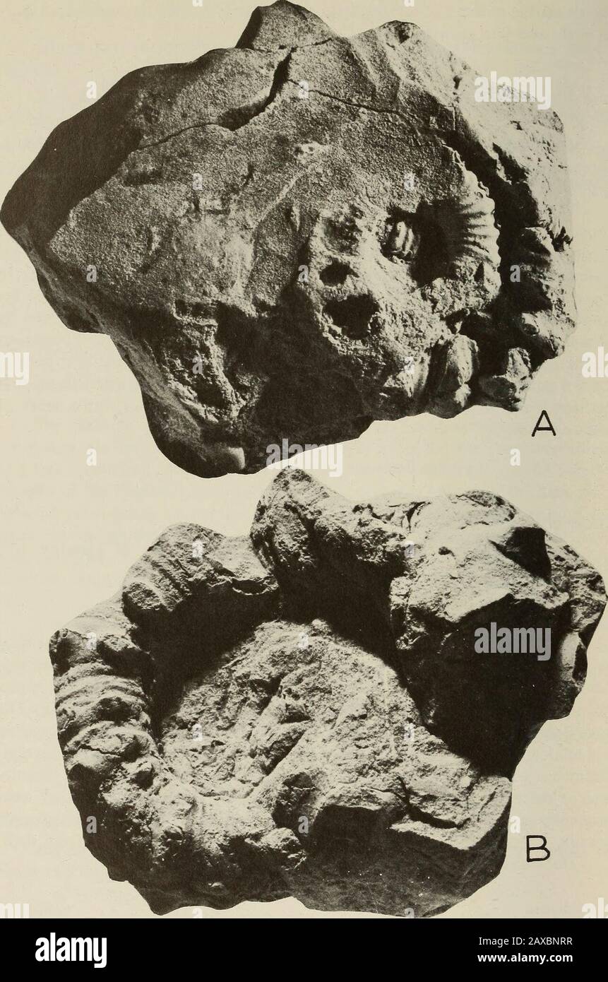 Annalen des südafrikanischen Museums = Annale van die Suid-Afrikaanse Museum. SAS Bll vom unteren Aptian Der Ortschaft 170, Zululand. Beschreibung Es Sind Nur ein Teil der anfänglichen Spule und ein nicht septates Fragment bekannt. Initialcoiling scheint relativ nah gewesen zu sein, wobei die Whorls nur anrührten, aber nicht beeindruckt waren. In SAS Bll (Abb. 1A-B) die beiden Spulen befinden sich nicht in einer Ebene, sondern sind helicoid. Dies scheint nicht auf postmortale Schäden zurückzuführen zu sein. Der Theworlabschnitt ist ovoid, breiter als hoch (d. H. Lateraler Durchmesser größer als der Thansiphonal-antisiphonale Durchmesser) mit einer breit abgerundeten venter- und dorsum.Orna Stockfoto