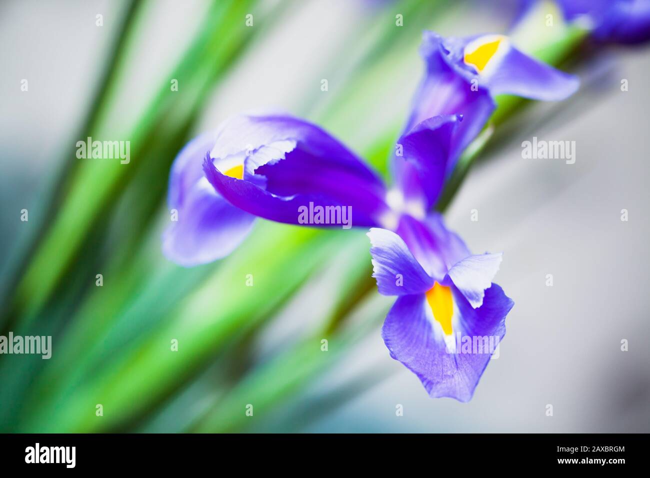 Japanische Irisblume über verschwommenem Hintergrund, Makrofoto mit selektivem Fokus. Iris Laevigata Stockfoto