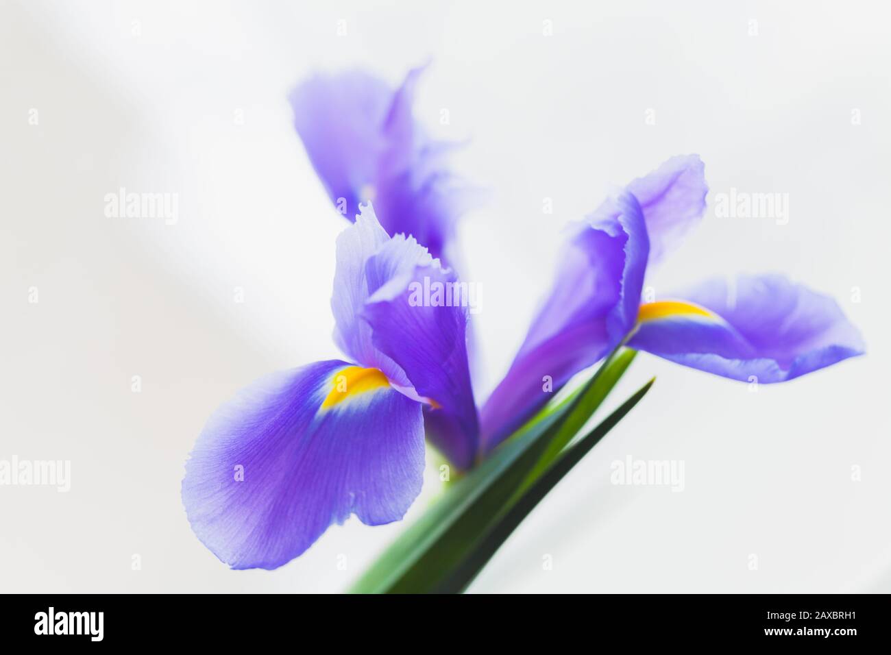 Japanische Irisblume über hellgrauem, verschwommenem Hintergrund, Makrofoto mit selektivem Fokus. Iris Laevigata Stockfoto