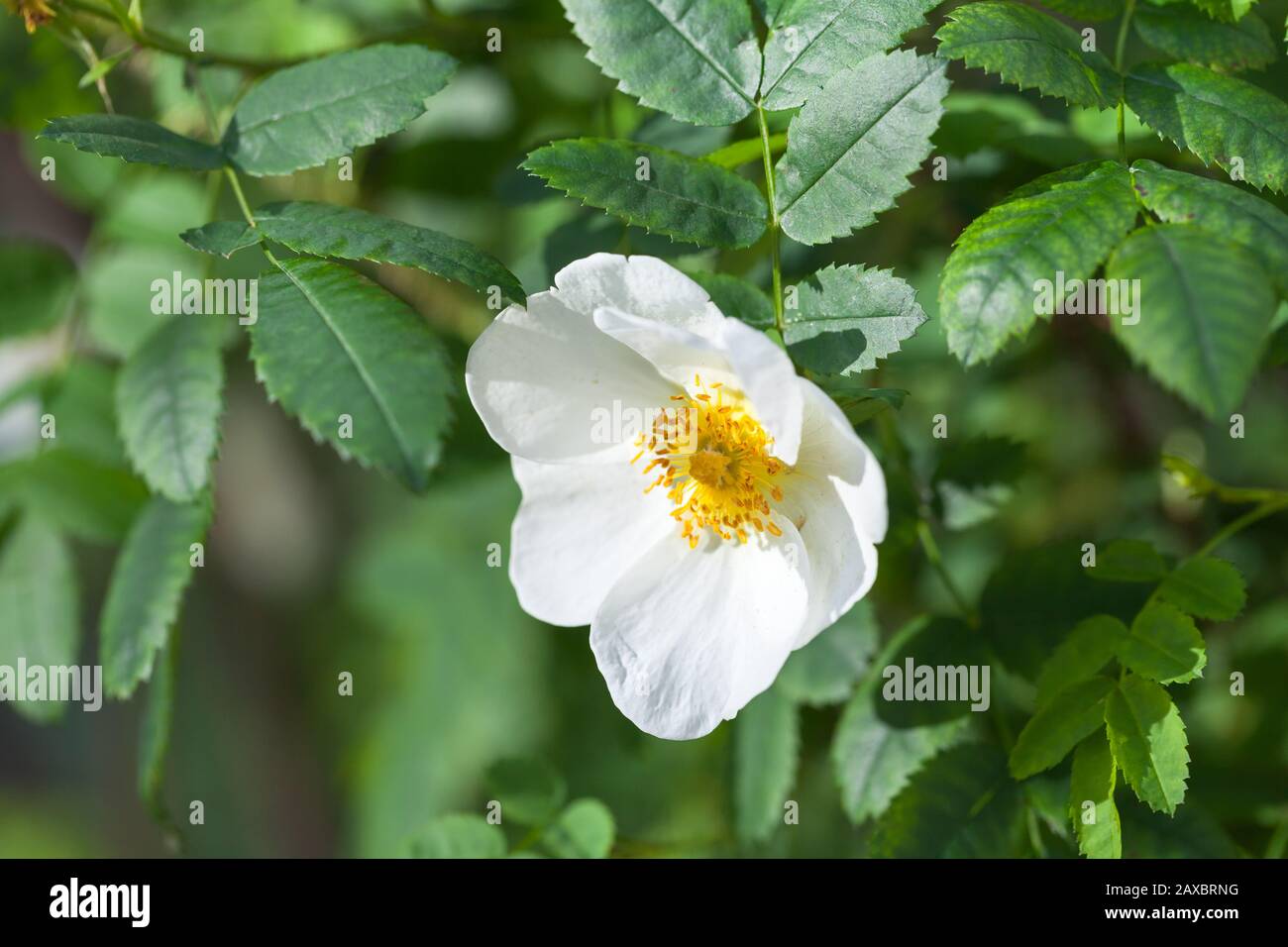 Rosa rubiginosa. Weiße Wildroseblüume auf einem grünen Zweig im Sommergarten Stockfoto
