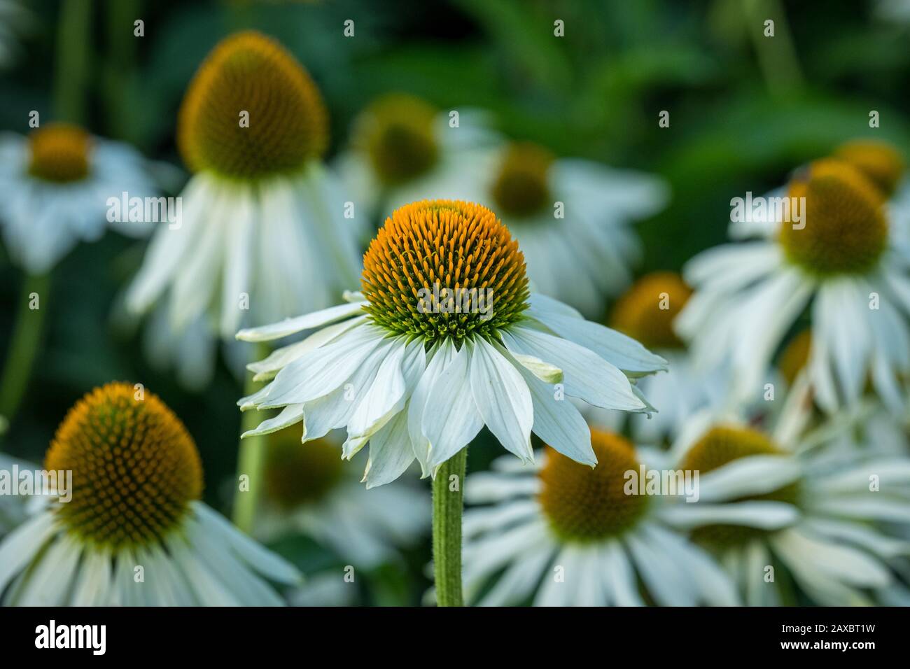 Ein Nahfoto mit weißen und orangefarbenen Koneblumen Stockfoto