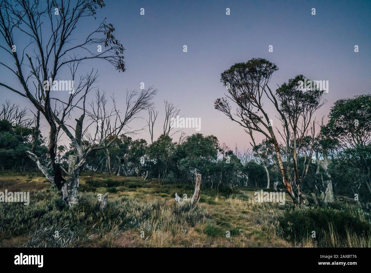Ruhige Szenebäume im Alpine National Park Australien Stockfoto