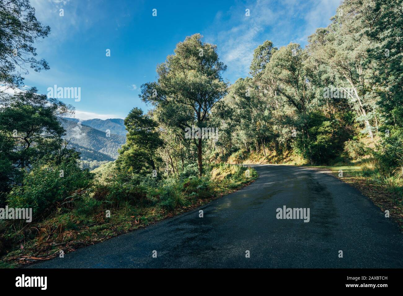 Straße durch sonnige grüne Bäume Kosciuszko National Park Australien Stockfoto