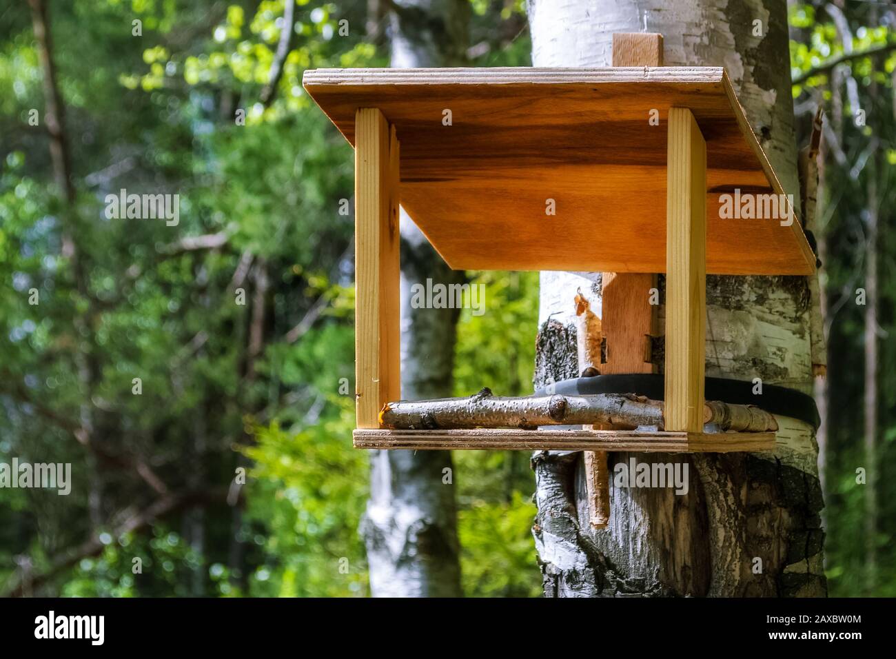 Hausgemachter Vogelzubringer aus Sperrholz, der auf dem Stamm einer Birke im Wald installiert ist. Stockfoto