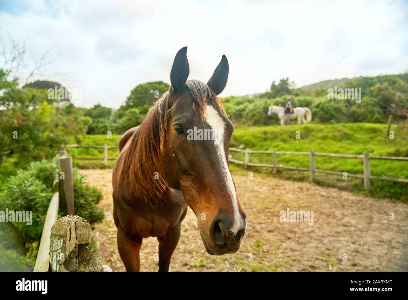 Portrait braunes Pferd im ländlichen Paddock Stockfoto