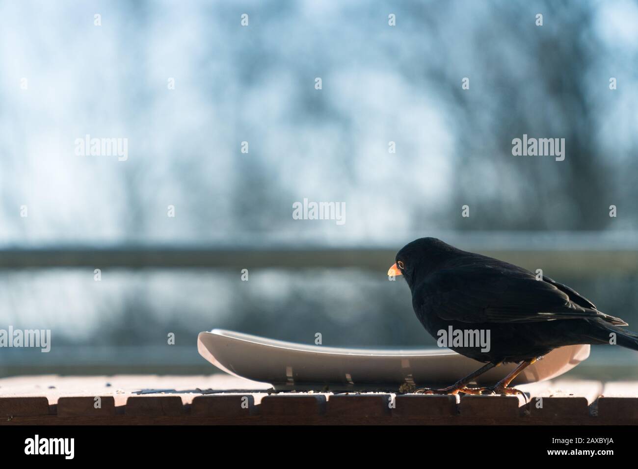 Gemeiner schwarzer Vogel (Turdus merula), der von einem Teller auf einem Balkon isst. Konzept des Tierschutzes, Schutz der einheimischen Arten vor Lebensmittelknappheit Stockfoto