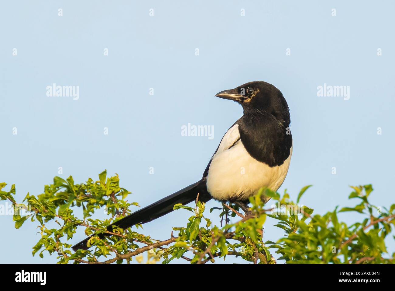 Eurasian magpie oder gemeinsamen magpie Pica Pica thront in einem Baum bei einem schönen Sonnenuntergang Stockfoto
