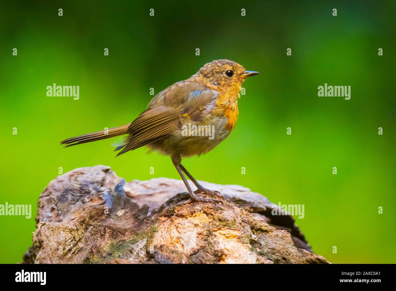 Europäische Robin (Erithacus rubecula) kicheln in einem Wald Stockfoto