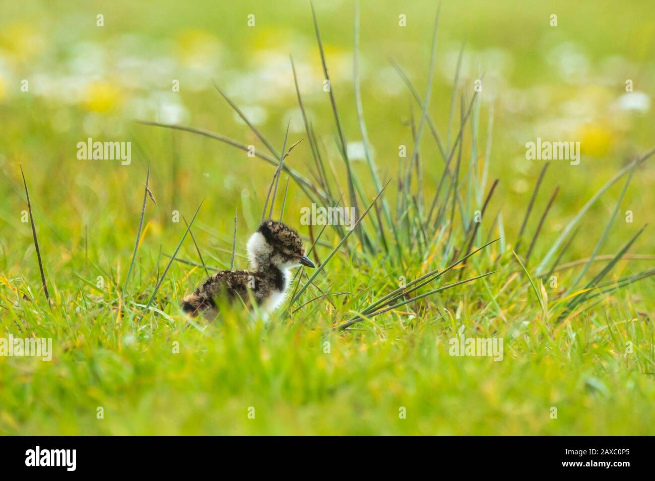 Northern kiebitz Vanellus vanellus kleinen neugeborenen Küken erforschen eine Wiese mit Blumen auf dem Hintergrund im Frühling Saison. Stockfoto