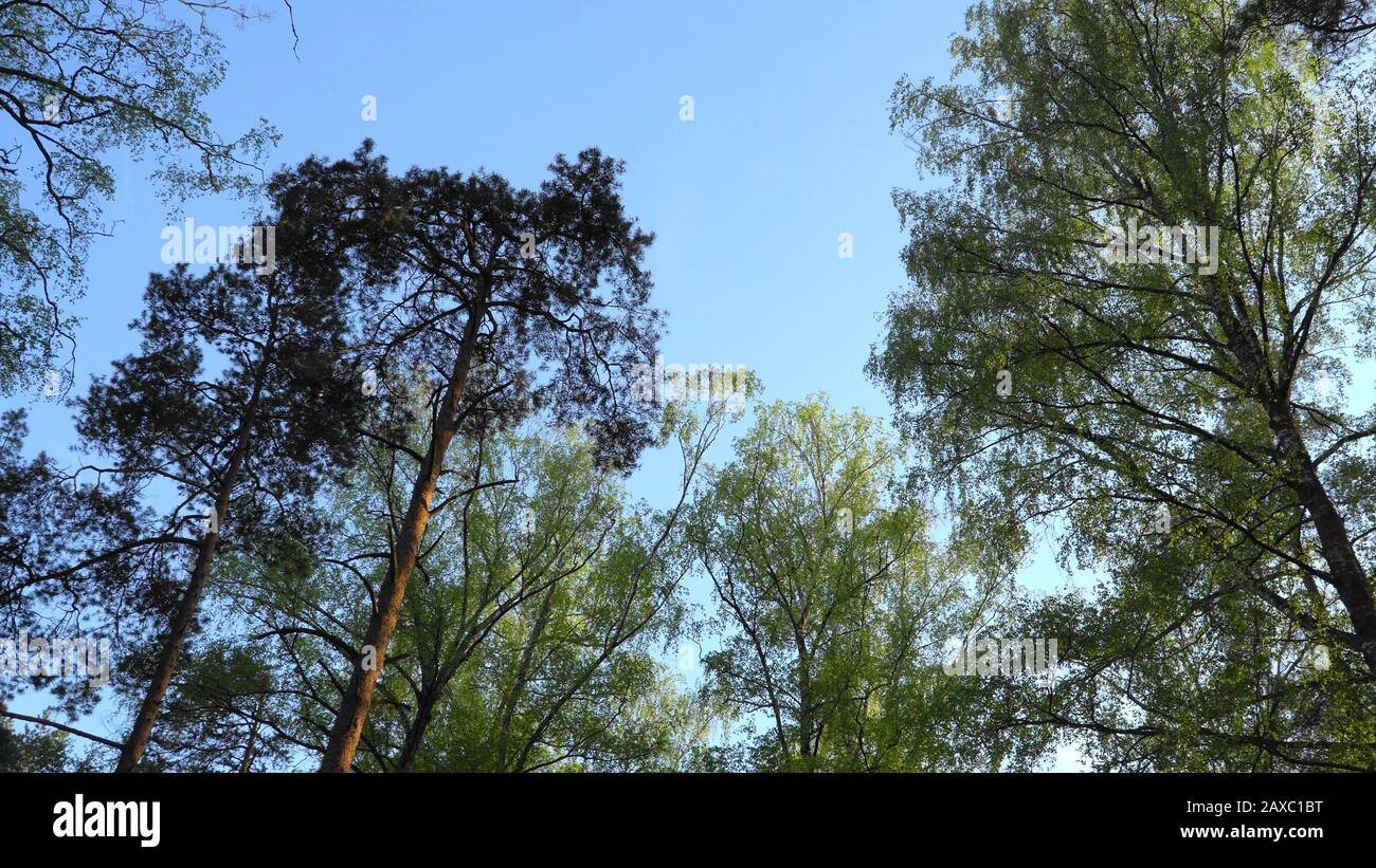 Laubbäume toppen und Baumkronen vor blauem Himmelshintergrund. Die Frühlingssaison. Ausgedünnte Mischwälder Panoramaaussicht von unten nach u Stockfoto