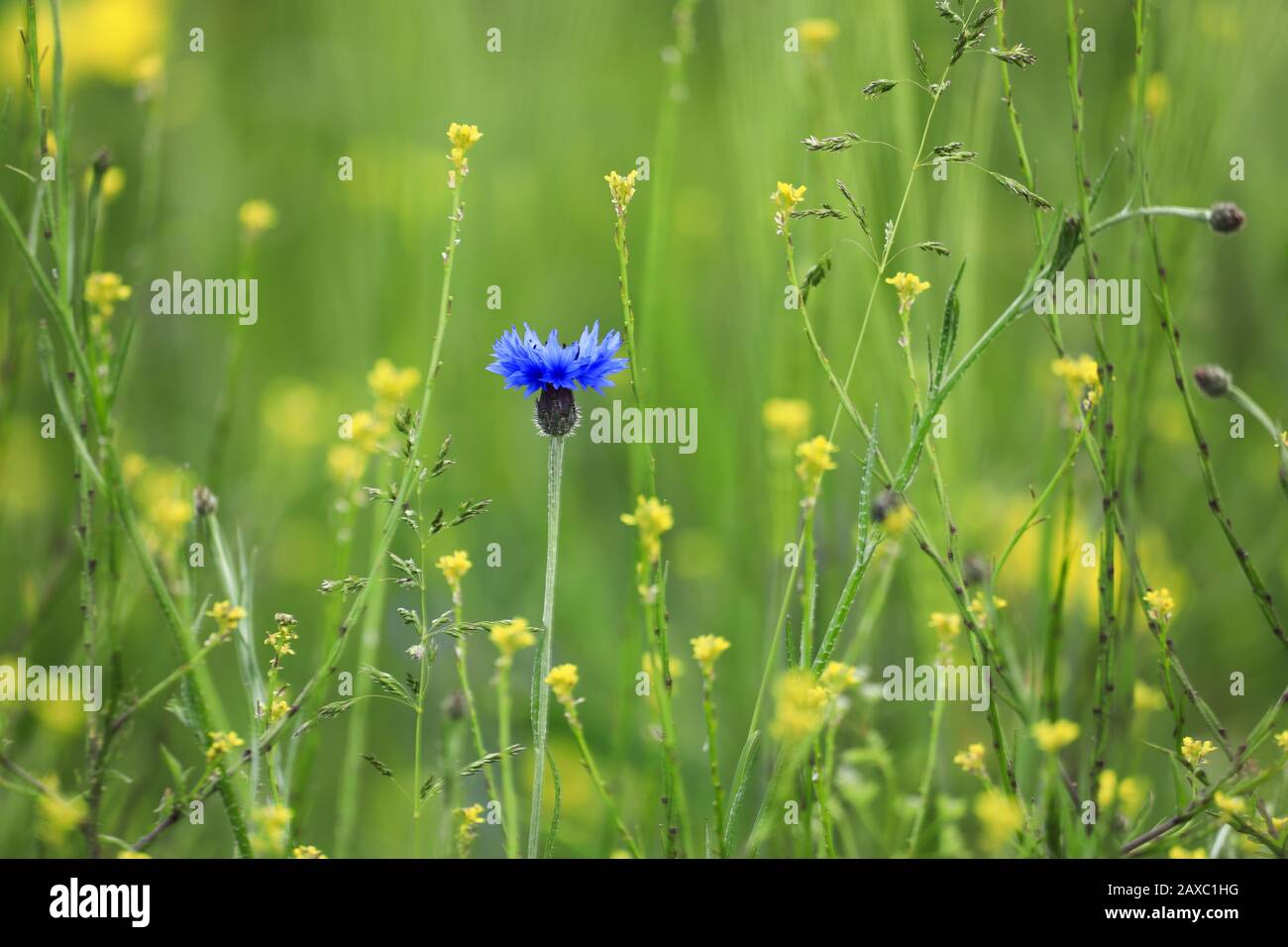 Die markante und schöne Kornblume gefällt nicht nur dem Auge, sondern wird auch als Nütze- und Heilpflanze verwendet. Stockfoto