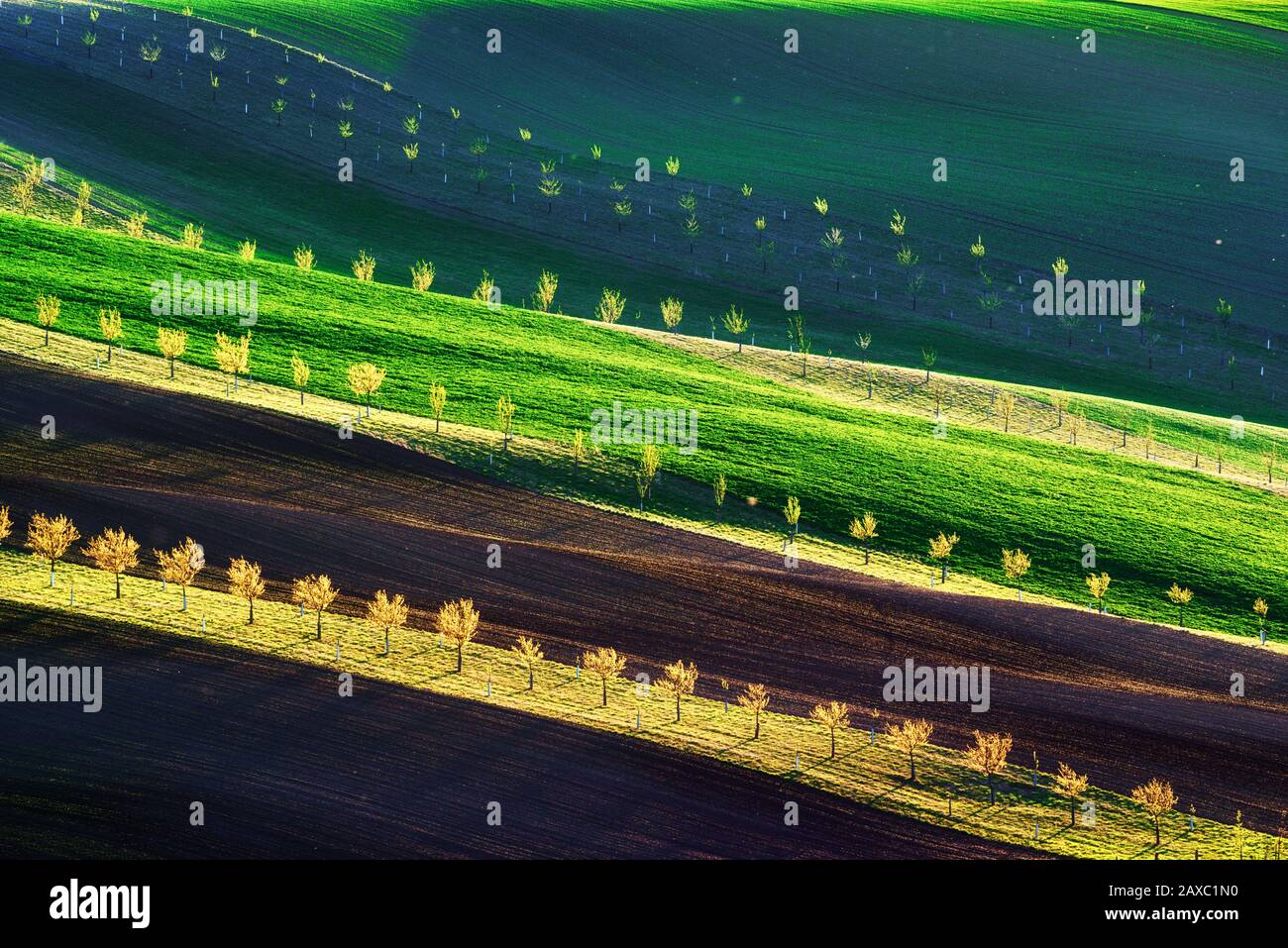 Grüne, braune und gelbe Wellen der landwirtschaftlichen Felder Südmährens, Tschechien. Ländliche Quelllandschaft mit farbigen Streifenhügeln mit Bäumen. Kann wie Naturhintergrund oder Textur verwendet werden Stockfoto