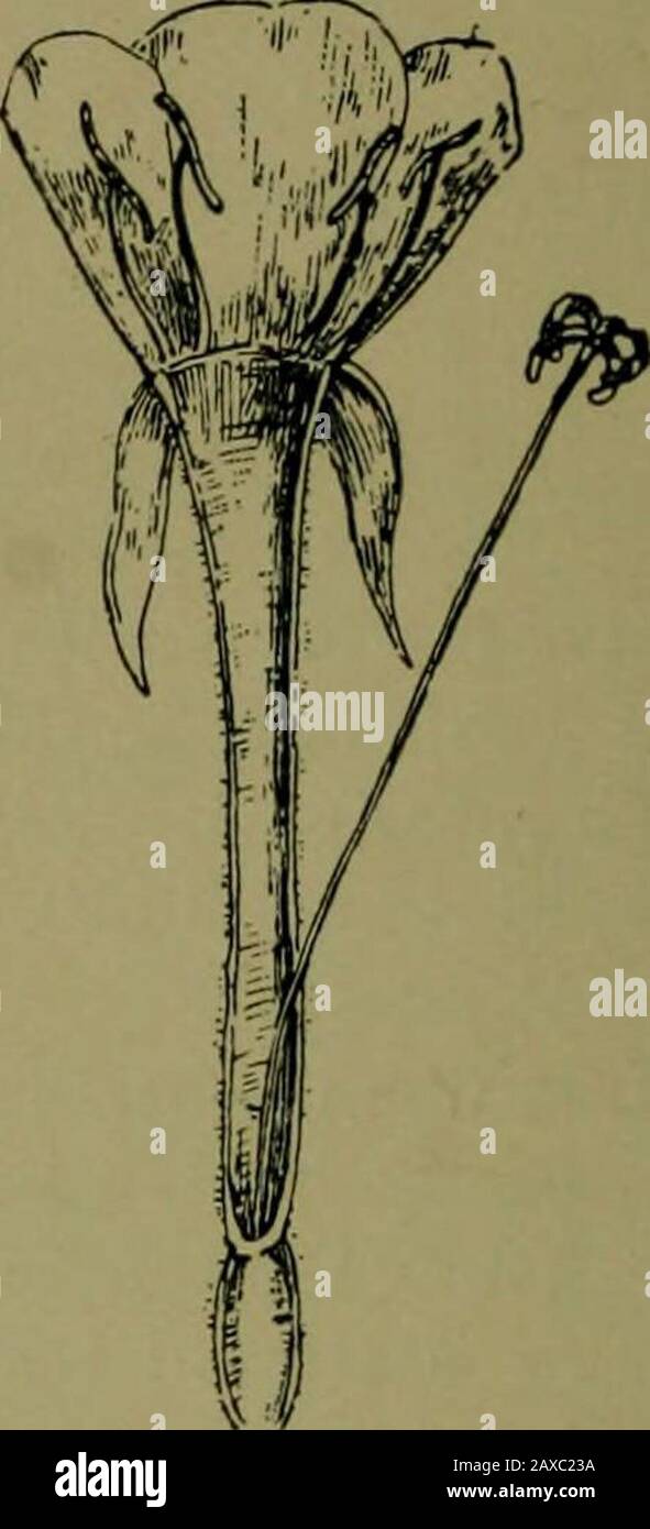 Pflanzen und ihre Wege in Südafrika . LG. 316.-Blumen-Diagramm von Epilobium. LG. 317.-Crenothera biennis, L. Abschnitt der Blume. Nur die langen Zungen der Motten einnehmend, die nachts über die Stacheln zart gelber Blumen fliegen, angezogen vom Eventduft. Nach einer Nacht der Enthüllung wittert und fällt die Blume und laucht dem langen grünen Eierstock, der wie ein Blumenstiel aussieht. Wenn es der Blume nicht gelingt, die Falter anzuziehen, bleibt sie am nächsten Tag offen. Epilobium kann von Cennothera durch Thesmaller rosigen Purpurblüten und behaarte Samen unterschieden werden, die nach Thekapsul Stockfoto