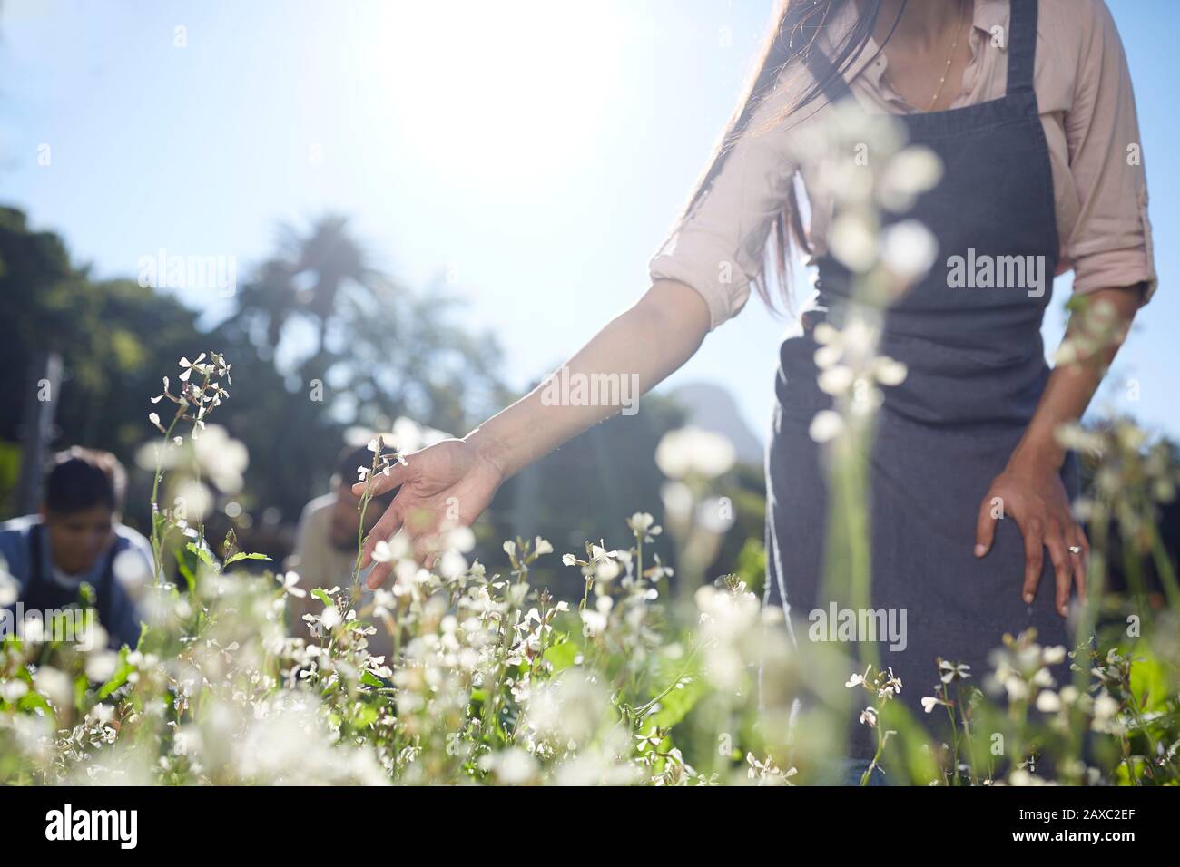 Frau im Vorfeld Gartenarbeit im sonnigen Garten Stockfoto