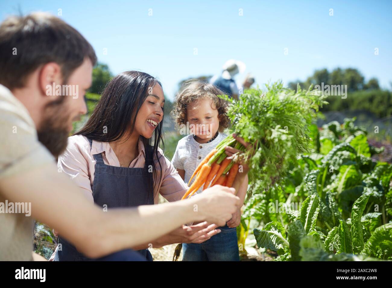 Familie erntet Karotten im sonnigen Gemüsegarten Stockfoto