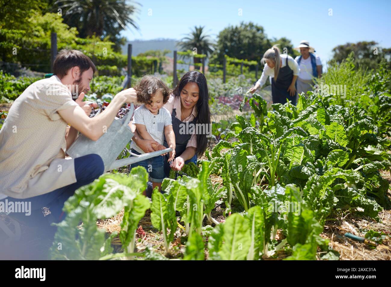 Junge Familie, die Gemüse im sonnigen Garten wässert Stockfoto