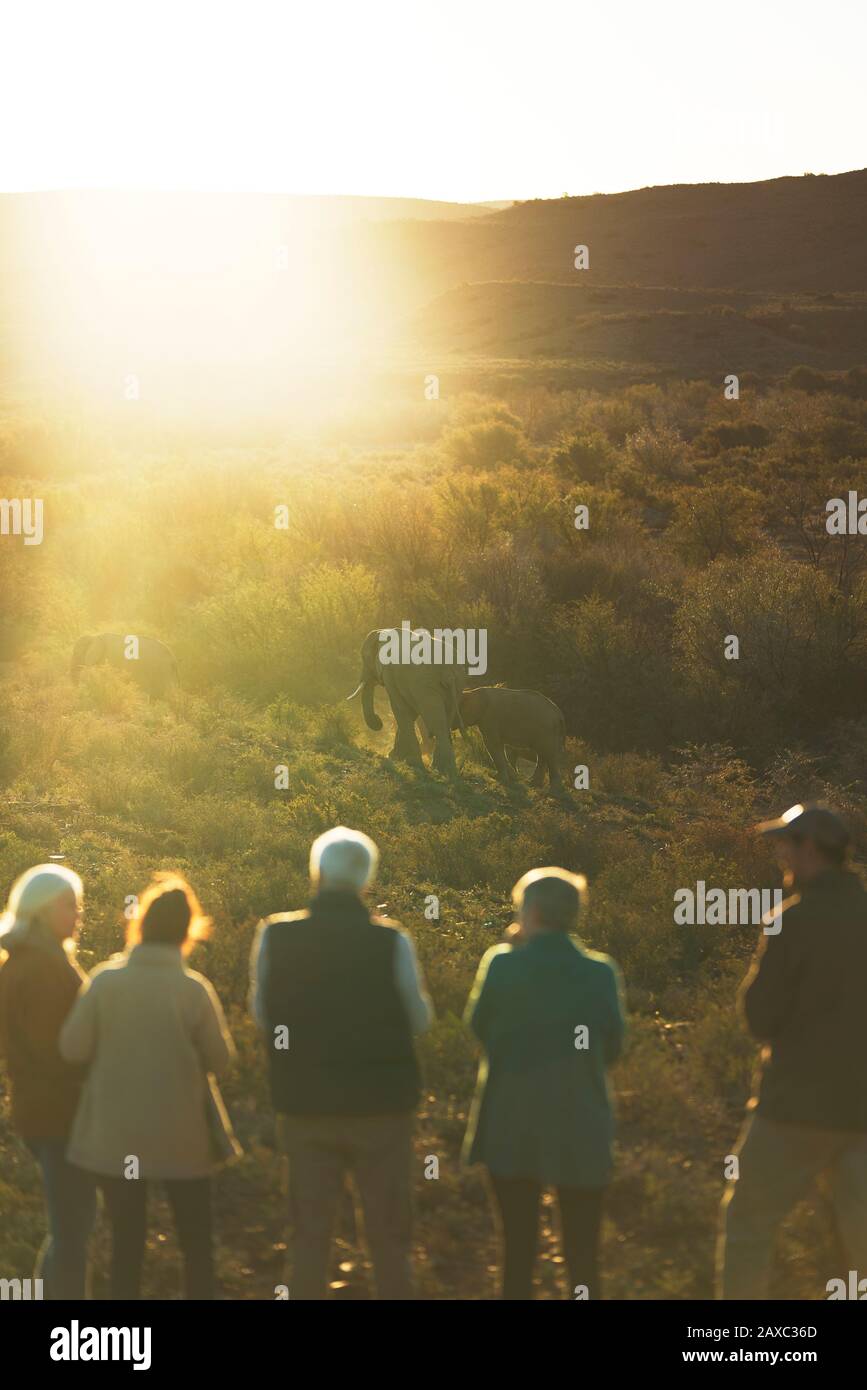 Safari-Reisegruppe beobachtet Elefanten im sonnigen Grasland Südafrika Stockfoto