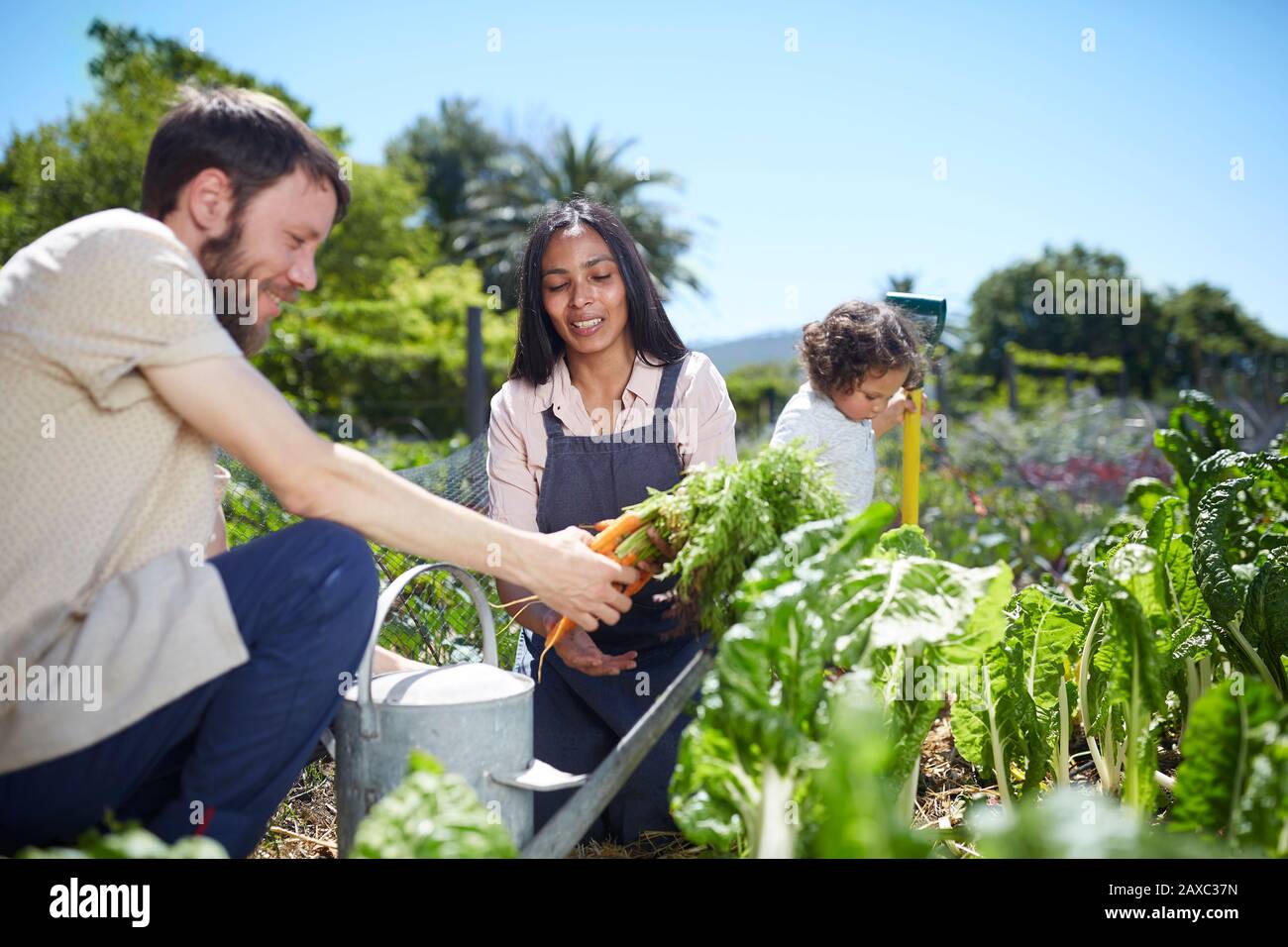 Junges Paar erntet Karotten im sonnigen Gemüsegarten Stockfoto