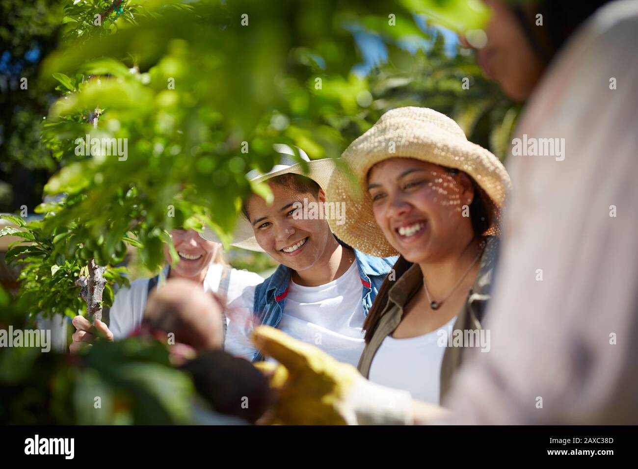 Lächelnde Frauen im sonnigen Gemüsegarten Stockfoto