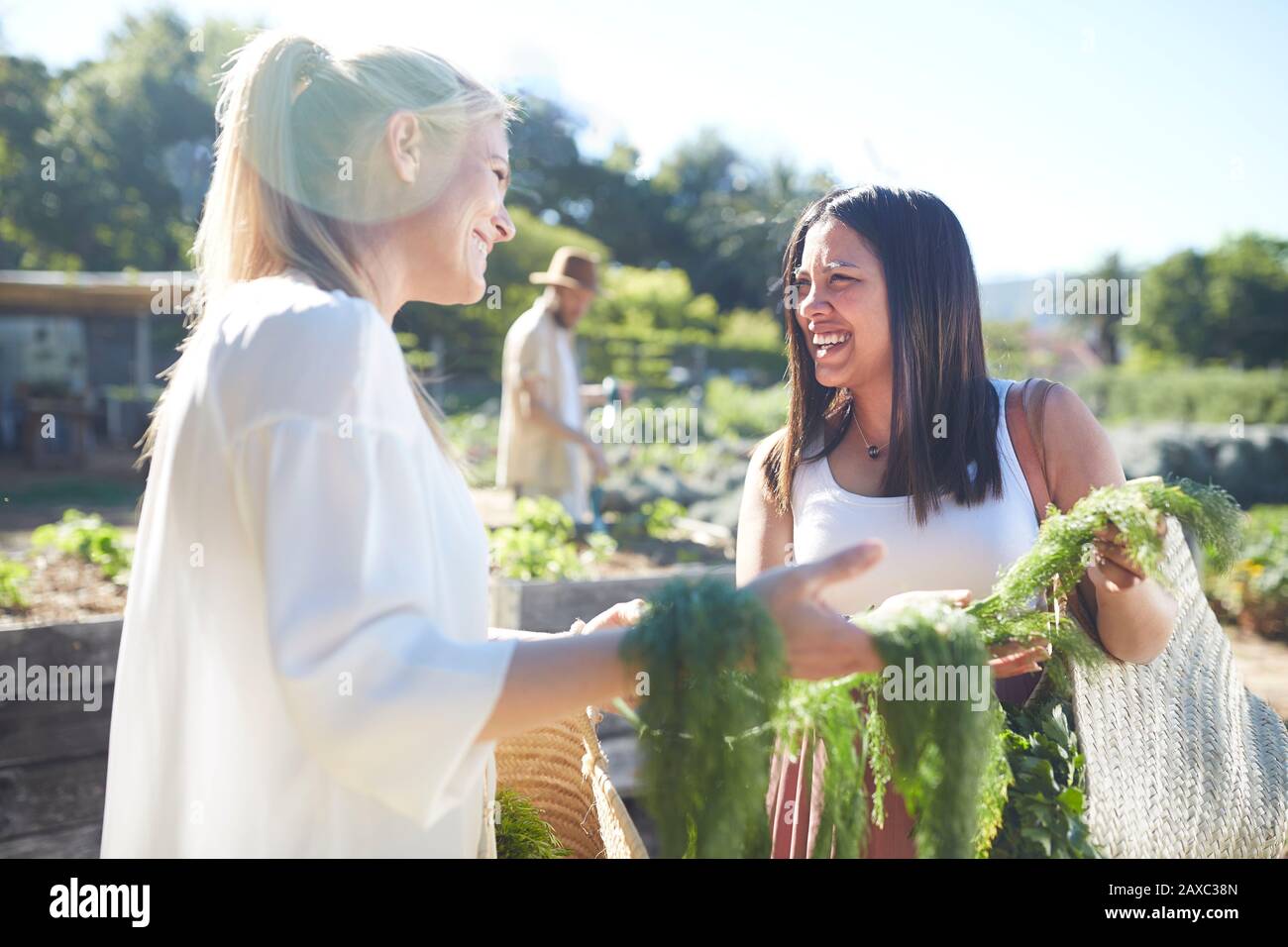 Lächelnde Frauen ernten Gemüse im sonnigen Garten Stockfoto