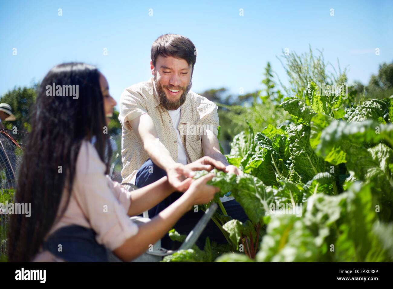 Junges Paar erntet Gemüse im sonnigen Garten Stockfoto
