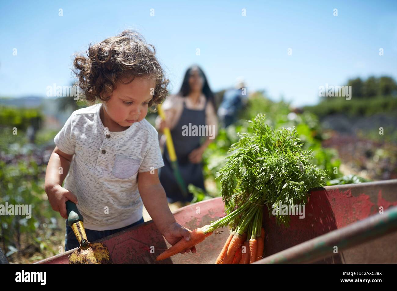 Kleine Jungen, die Karotten im sonnigen Gemüsegarten ernten Stockfoto