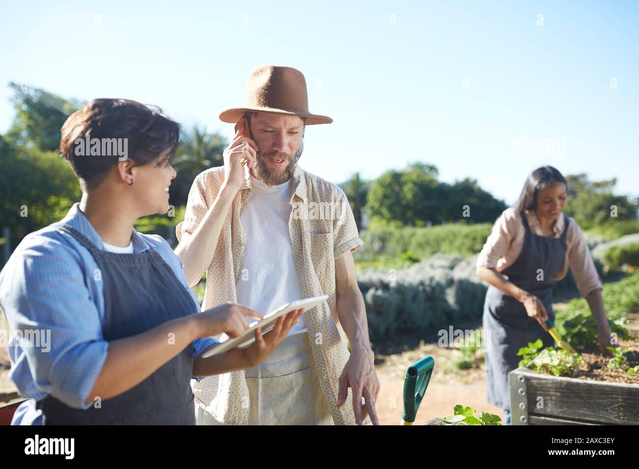 Arbeiter mit digitaler Tablette, die im sonnigen Gemüsegarten arbeiten Stockfoto