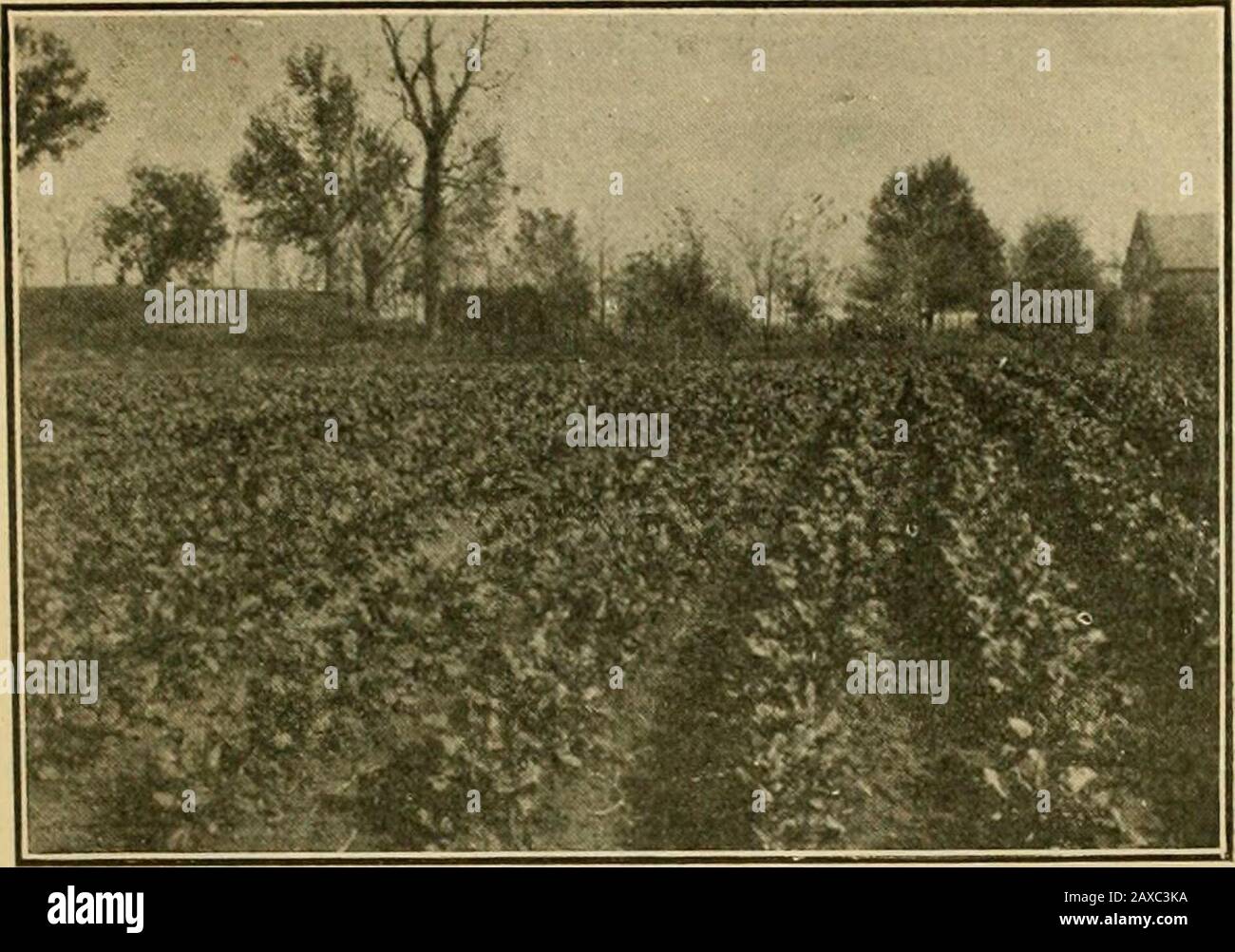 Die GemüsegardenAllgemeine Regeln für die Zubereitung und das Kochen von Gemüse . abgesehen und etwa einen halben Zoll tief. 2. Pflanzenkohl und Salat in kalten Rahmen. 3. Planen Sie den Frühlinggarten sorgfältig. 4. Wählen Sie nach Möglichkeit einen gut durchlässigen sandigen Lehmboden aus. 5. Entfernen Sie den Müll aus dem Garten, der nicht verfällt.fi. Bereiten Sie den Boden durch Pflügen und Harrudern vor. 7. Der beste Boden ist die beste Grundlage für den besten Garten. 8. Im Süden Louisianas säen Rüben, Radieschen, Spinat, Senf, Rüben und Petersilie, wenn es das Wetter zulässt. 9. Die besten Ergebnisse erzielen Sie mit einem gut pulverisierten Softbed für die Babykörner. S Stockfoto