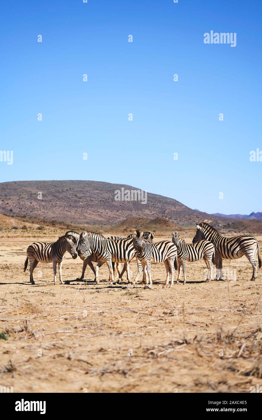 Zebras im sonnigen Wildreservat Sanbona Kapstadt Südafrika Stockfoto