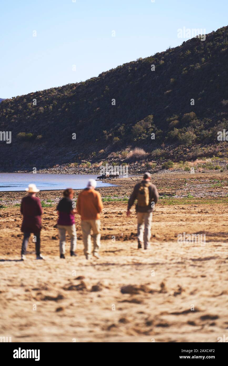 Safari-Tour-Gruppe, die Nashörner im Abstand Südafrika beobachtet Stockfoto