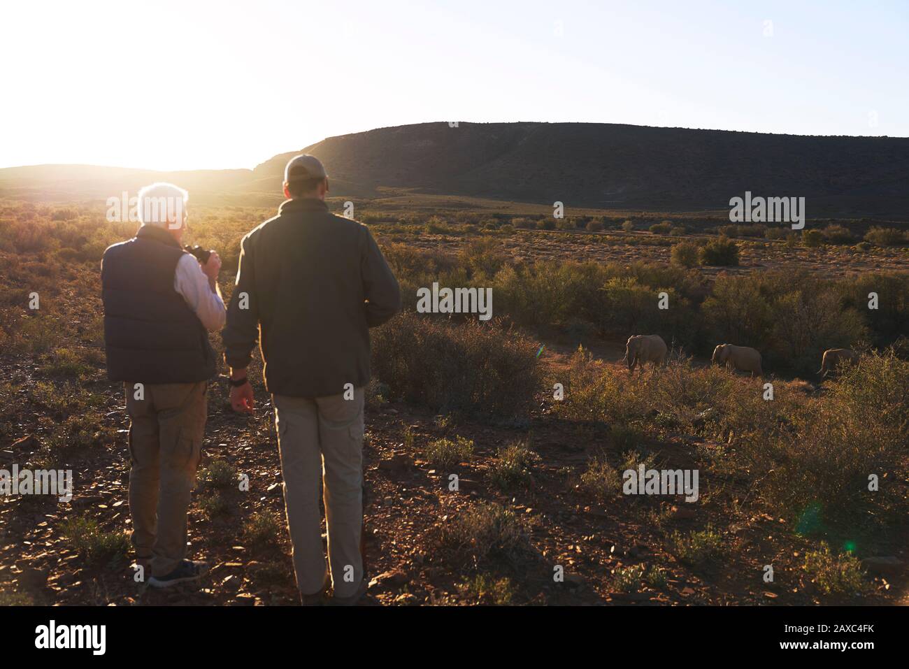 Männer auf Safari, die Elefanten im sonnigen Grasland Südafrikas beobachten Stockfoto