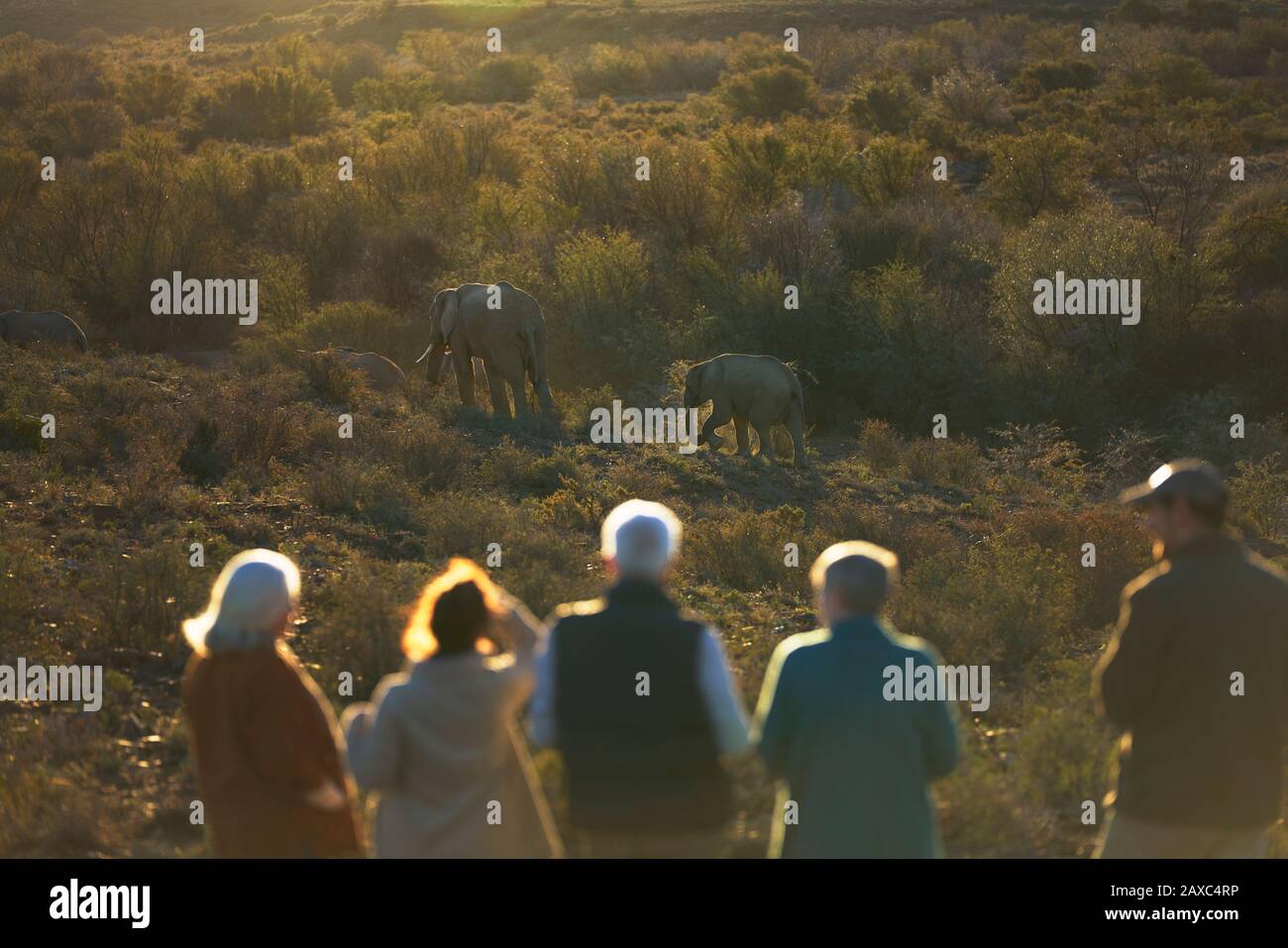 Safari-Tour-Gruppe, die Elefanten im sonnigen Wildreservat beobachtet Stockfoto