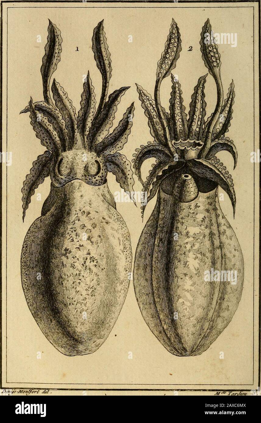 Die Histoire naturelle, générale et particuliere, des mollusques, animaux sans vertèbres et a sang blanc . ement arrondis, lesFont reconnoître pour ceux dun calmar,qui auroient beaucoup souffert par la pertede presque tous les oeufs qui formoient leurmasse. Quant à la disposition des oeufs du cal-mar 5 nous renvoyons nos lecteurs à lapi. X, Bd. II5 et à Fexplikation que nous eudonnons, où nous parlerons encore de ceux-ci,* nous nous nous contenterons dobserver icique nous avons copié ce dessein daprès celuiquAmbrosinus inséra (i) dans son Supplé-ment à louvrage dAldrovande, et i (Ambrosinus) Stockfoto