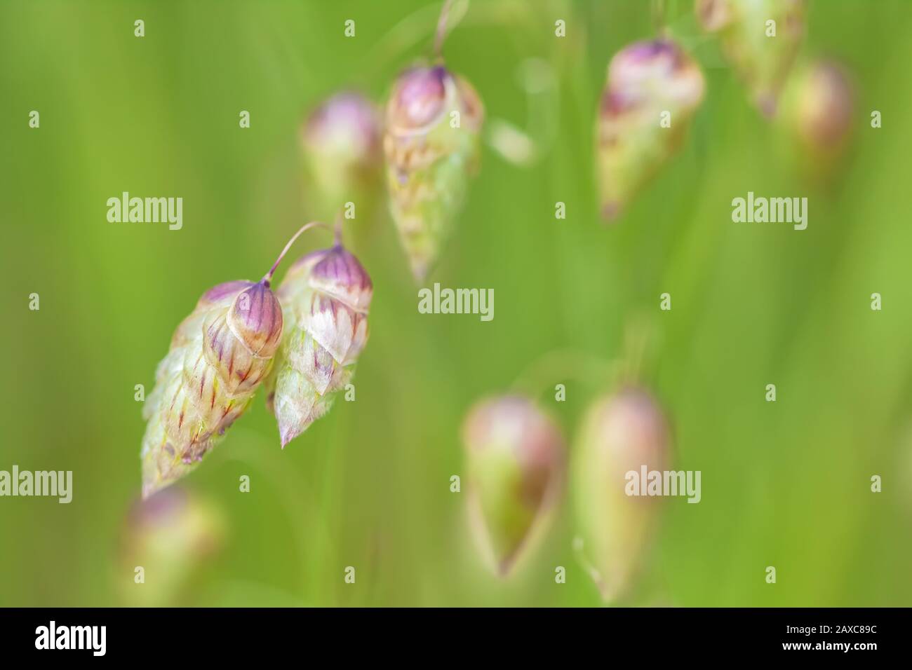 Aus nächster Nähe sehen Sie die grössere bebende Grasblume Briza maxima. Stockfoto